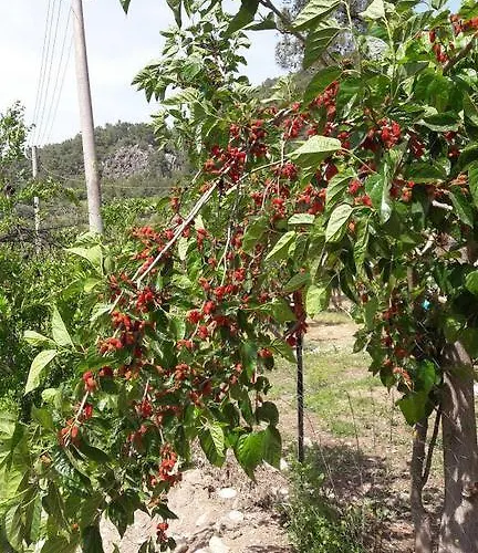 فندق مبيت وإفطار Poseidon أوليمبوس