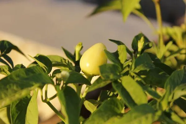 فندق مبيت وإفطار Poseidon