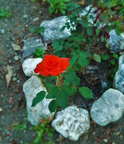 فندق مبيت وإفطار Poseidon